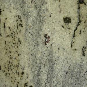 Plan de travail Granit Green Vert Eucalyptus